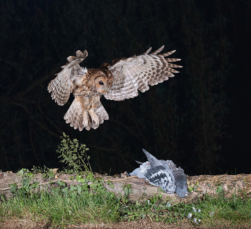 Tawny Owl on Wood Pigeon