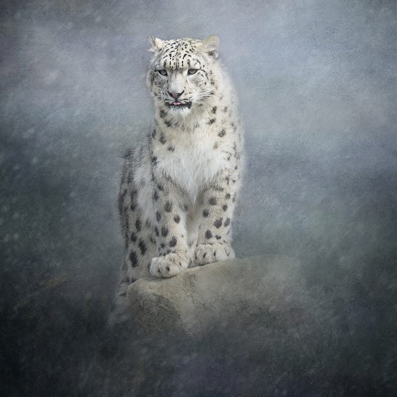 Snow Leopard