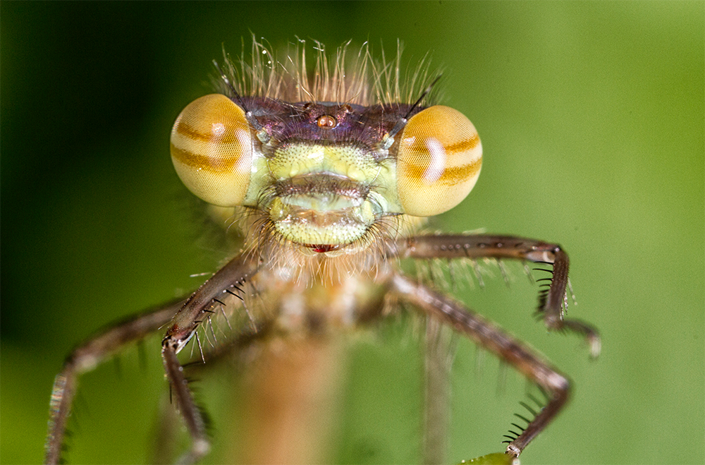Large Red Damselfly