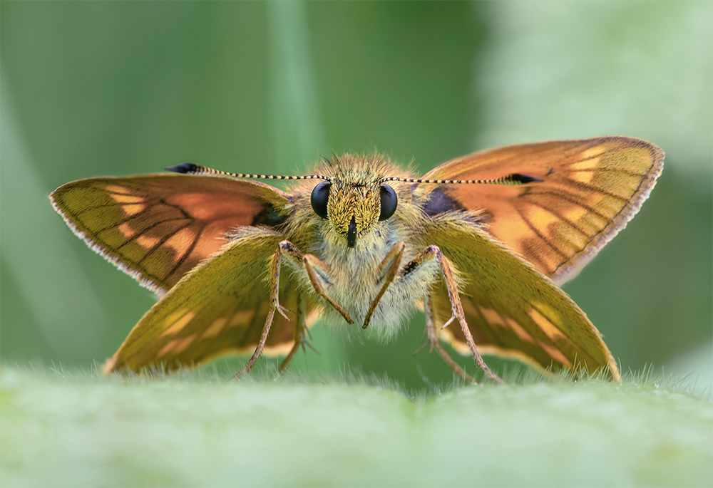 Large Skipper