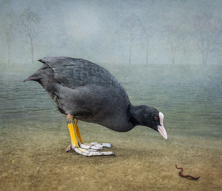 Coot and Worm