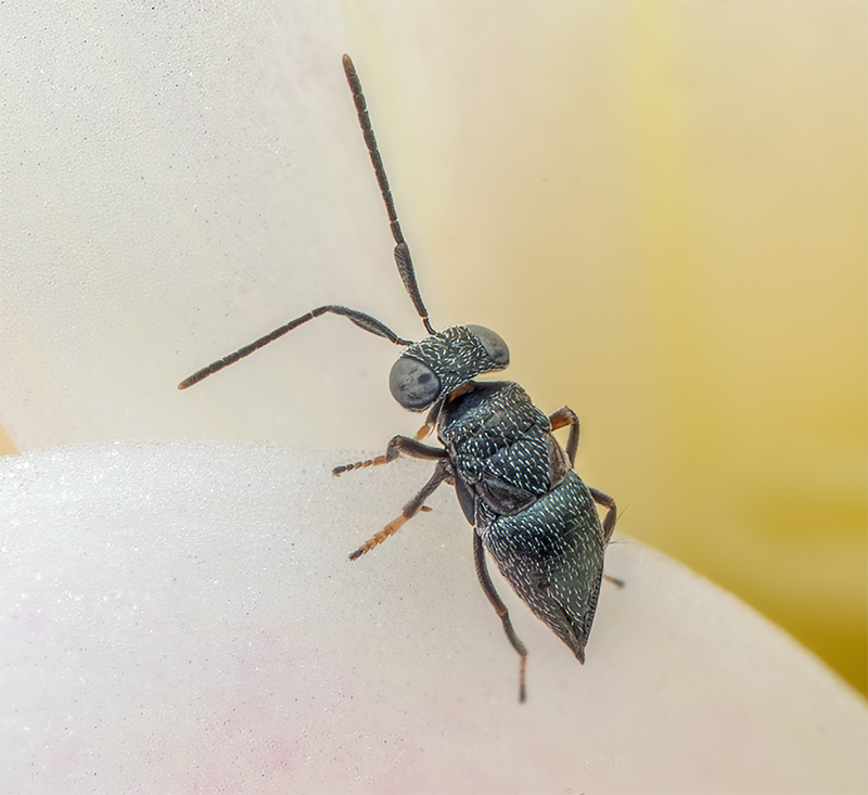Parasitic Wasp