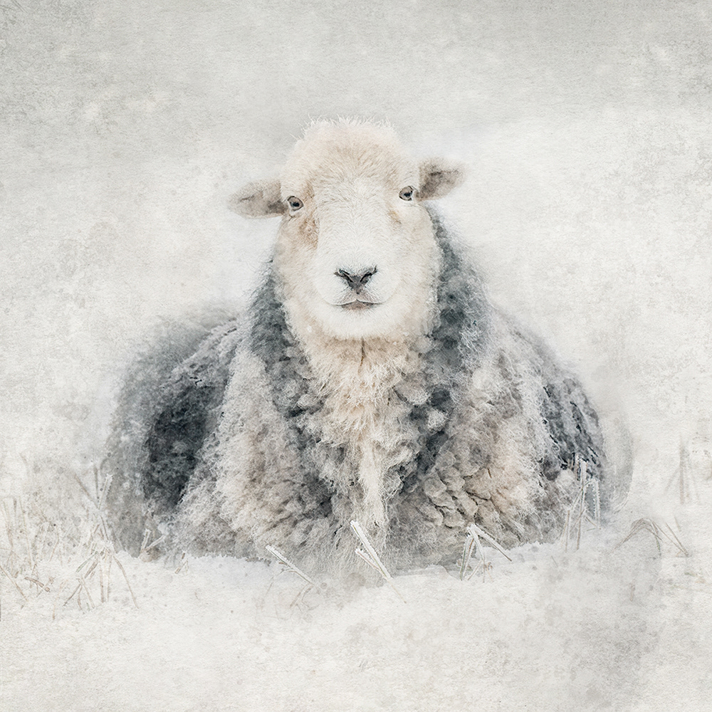 Portrait of a Herdwick Sheep