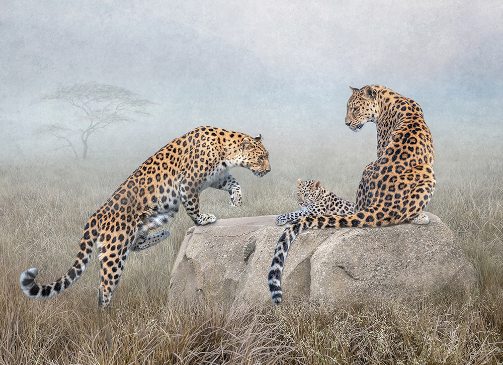 Leopard Family