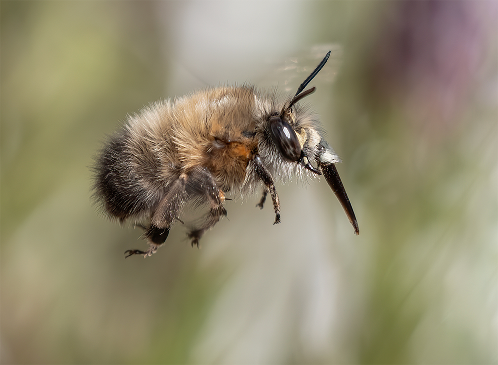 Hairy Footed Flower Bee