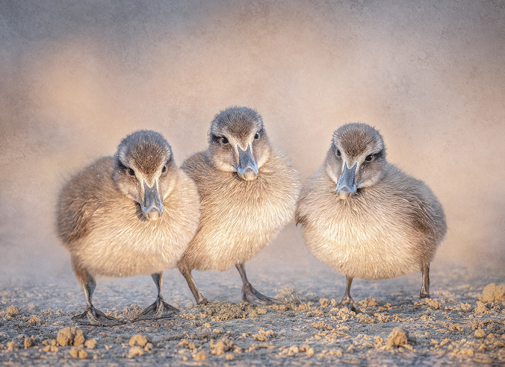Eider Ducklings