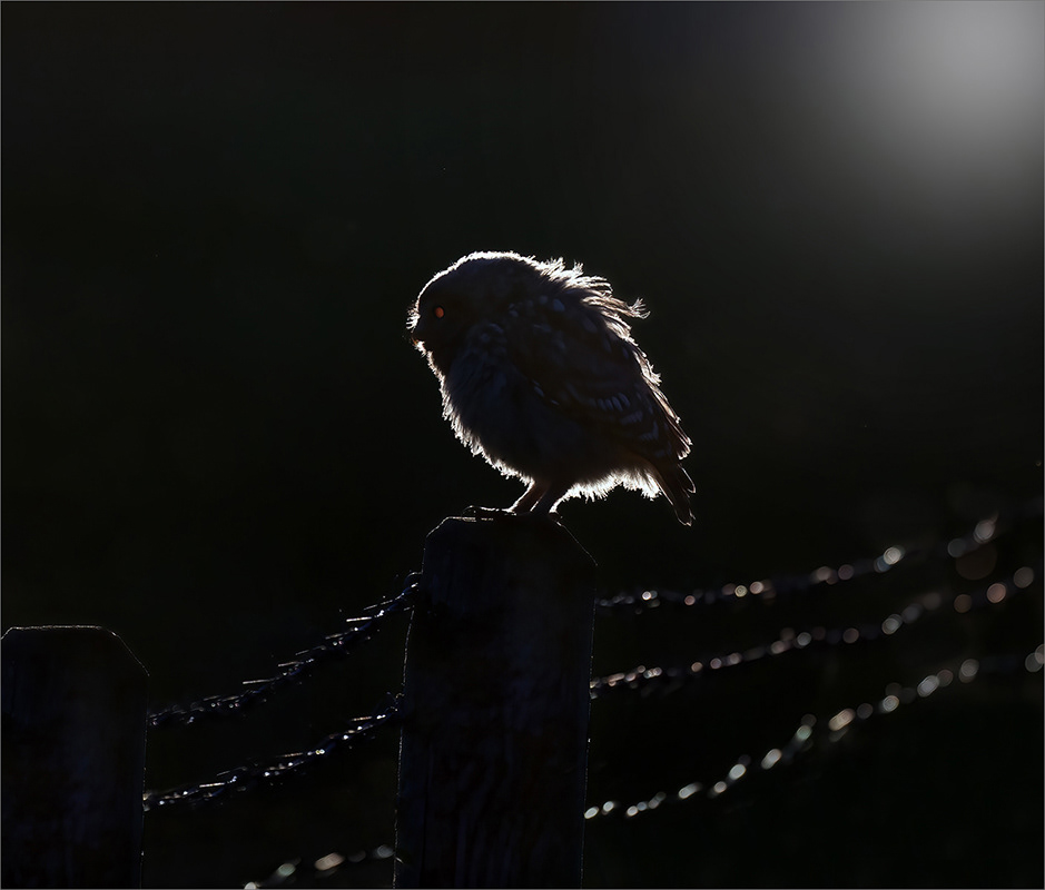 Backlit Little Owl