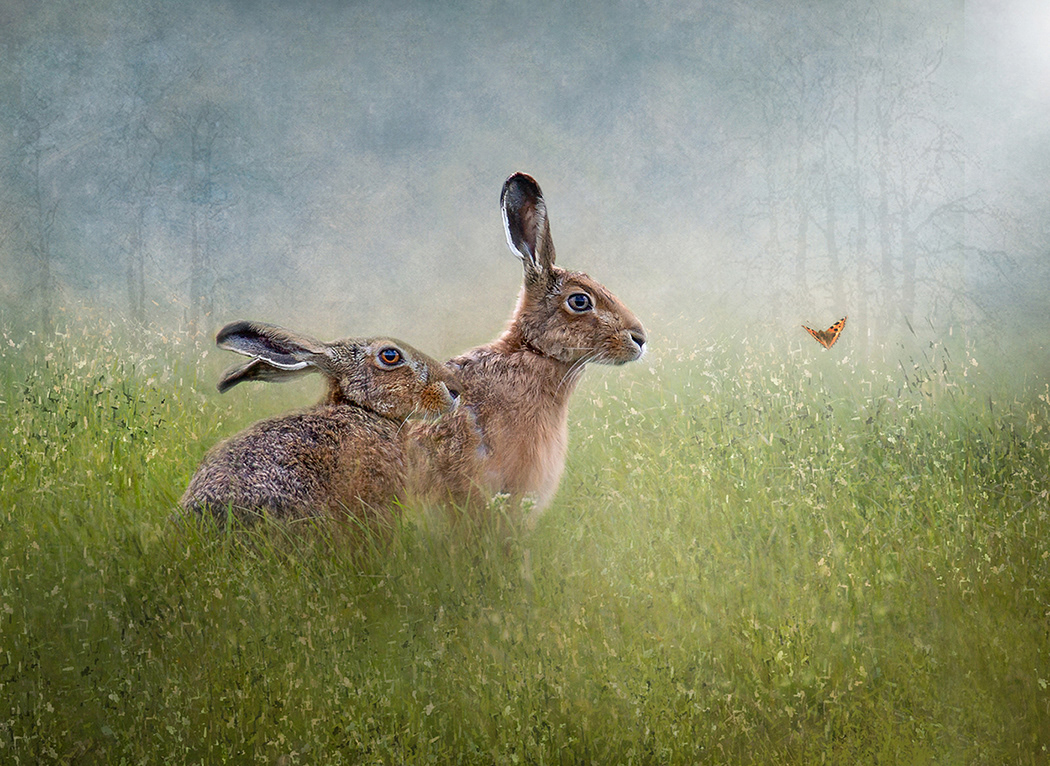 In a Summer Meadow