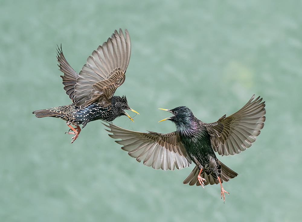 Adult Starlings