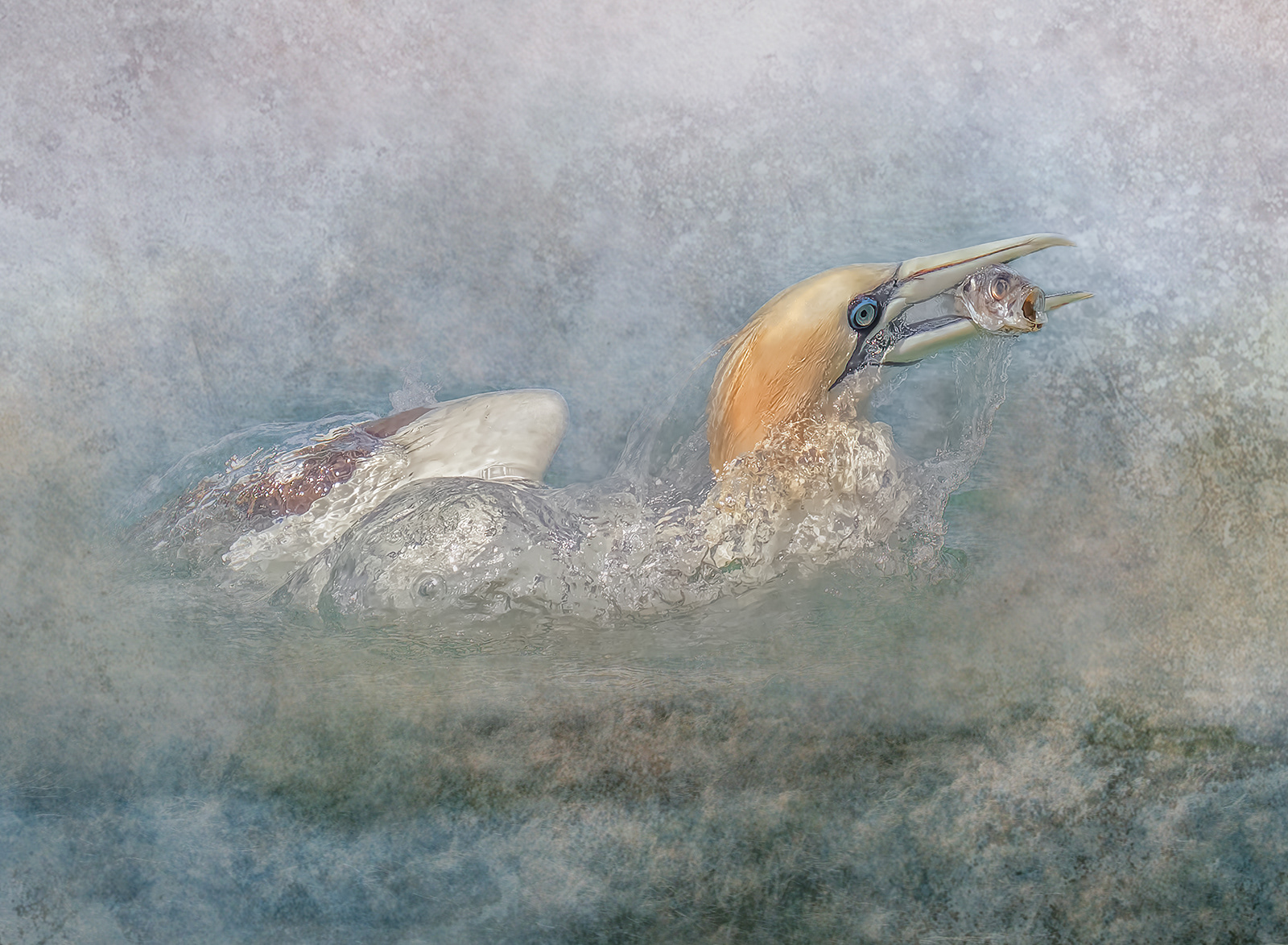 Gannet and Fish