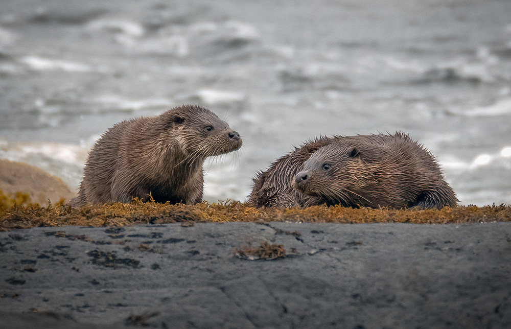 Otter Mum and Kit