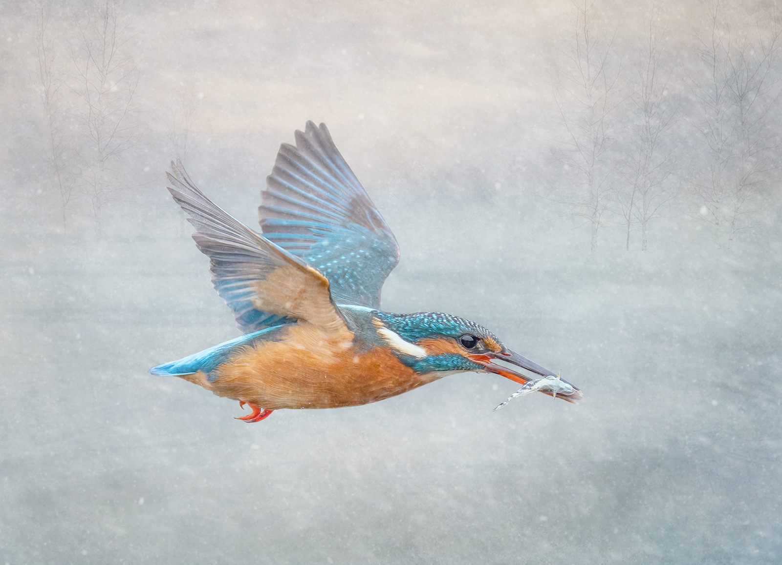 Kingfisher With Catch