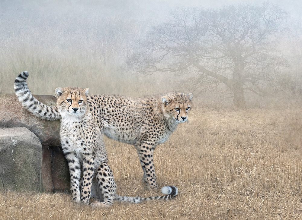 Cheetah Brothers