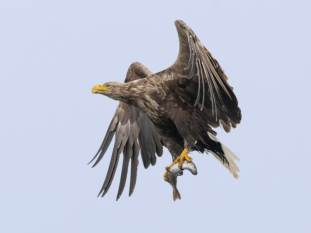 White Tailed Eagle with Catch