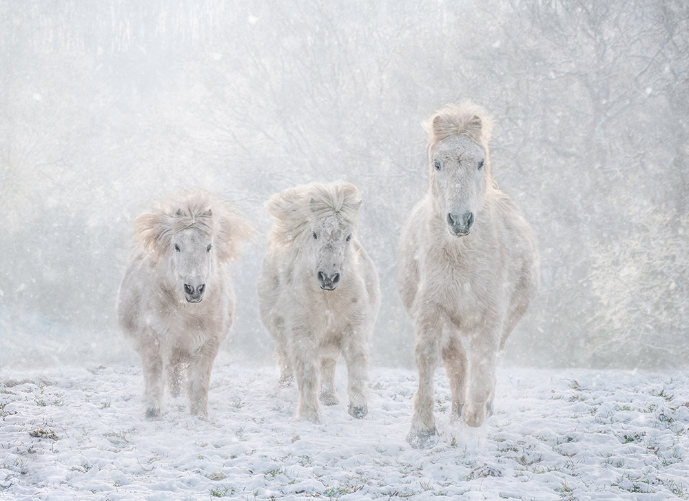 Dashing Through The Snow