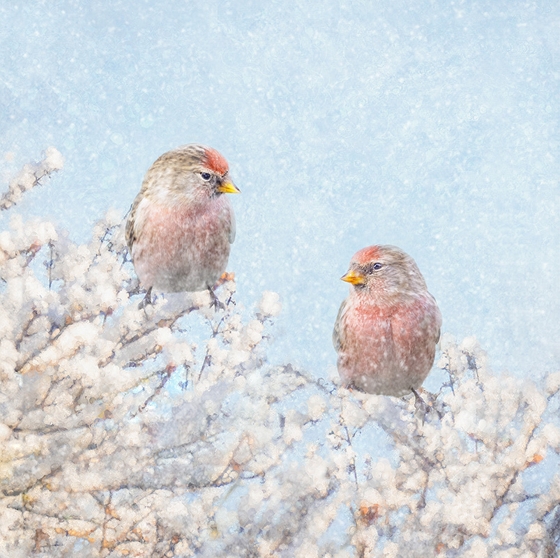 Redpolls in Snow