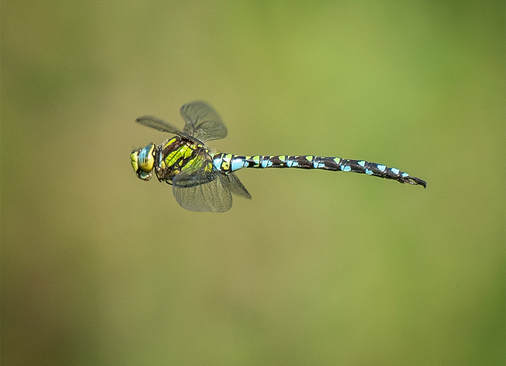 Male Southern Hawker