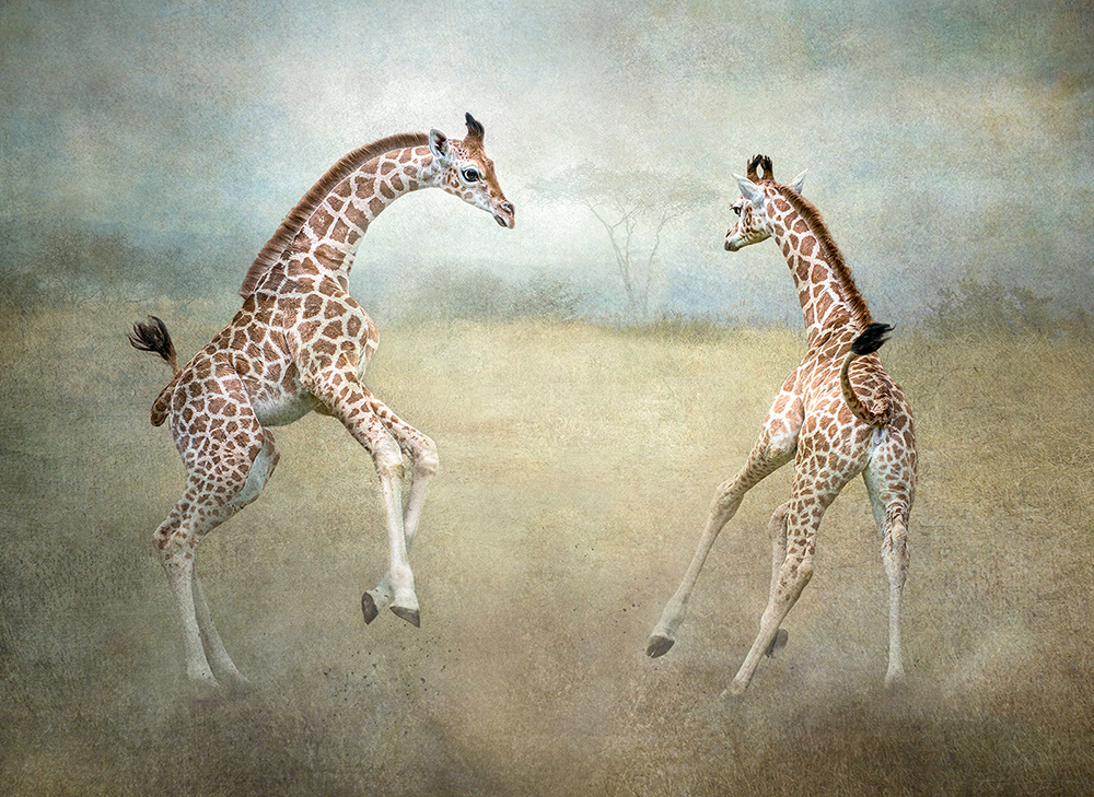 Young Giraffes