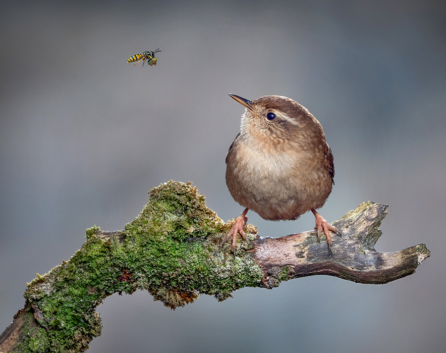 Flying Snack