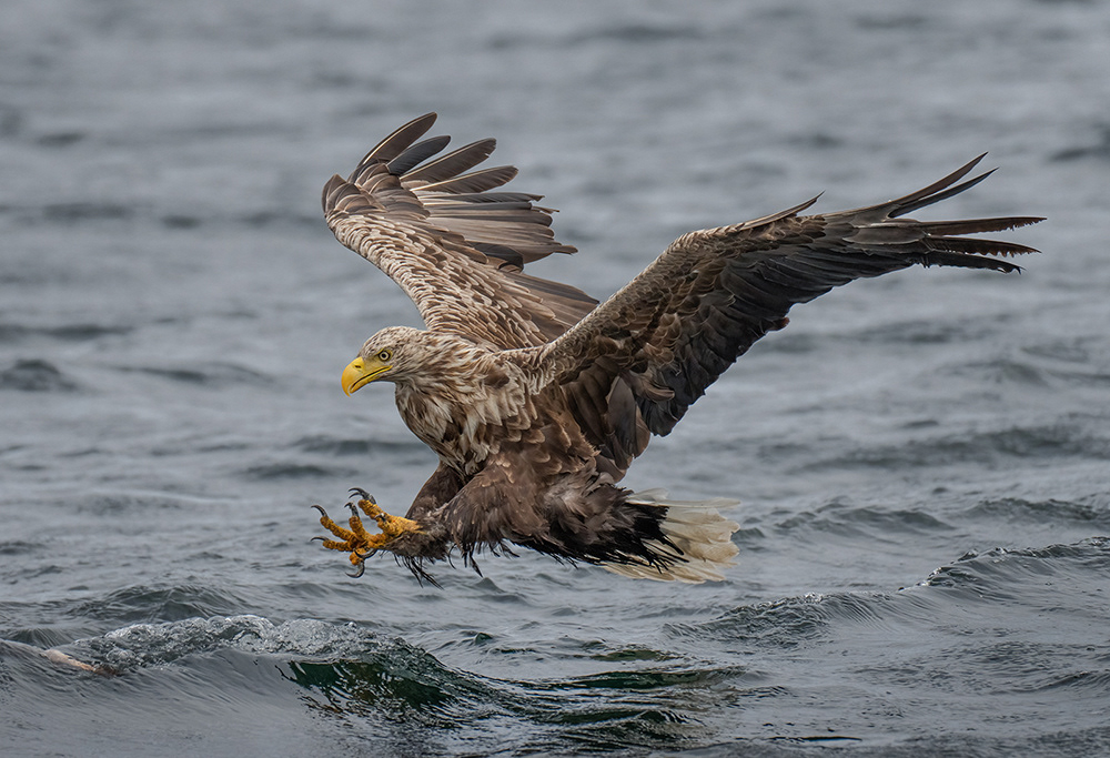 White Tailed Eagle