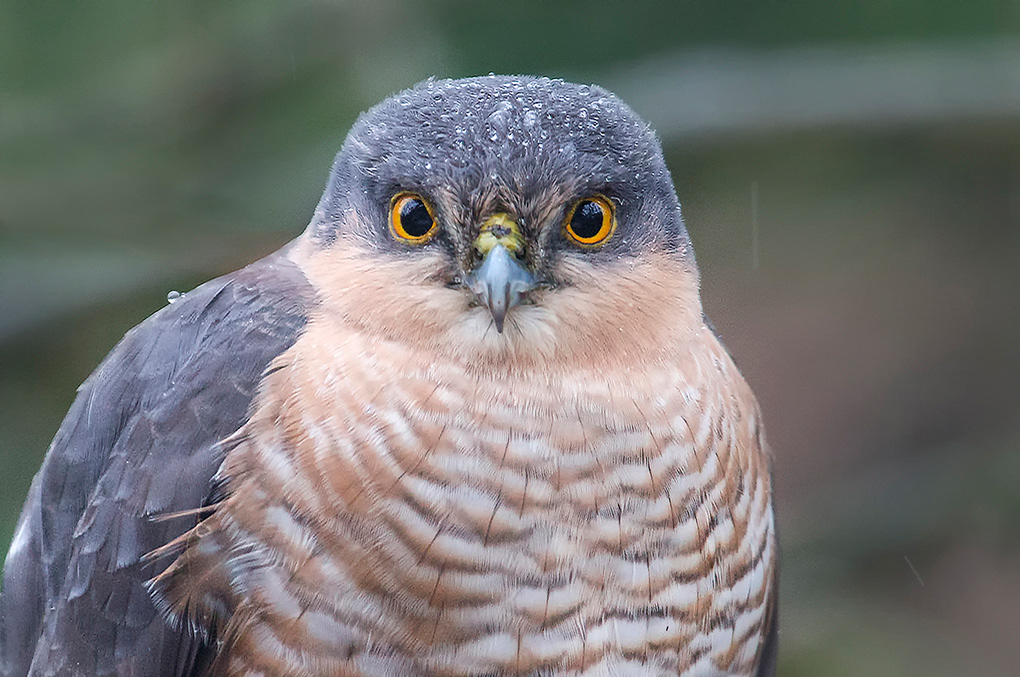 Sparrowhawk