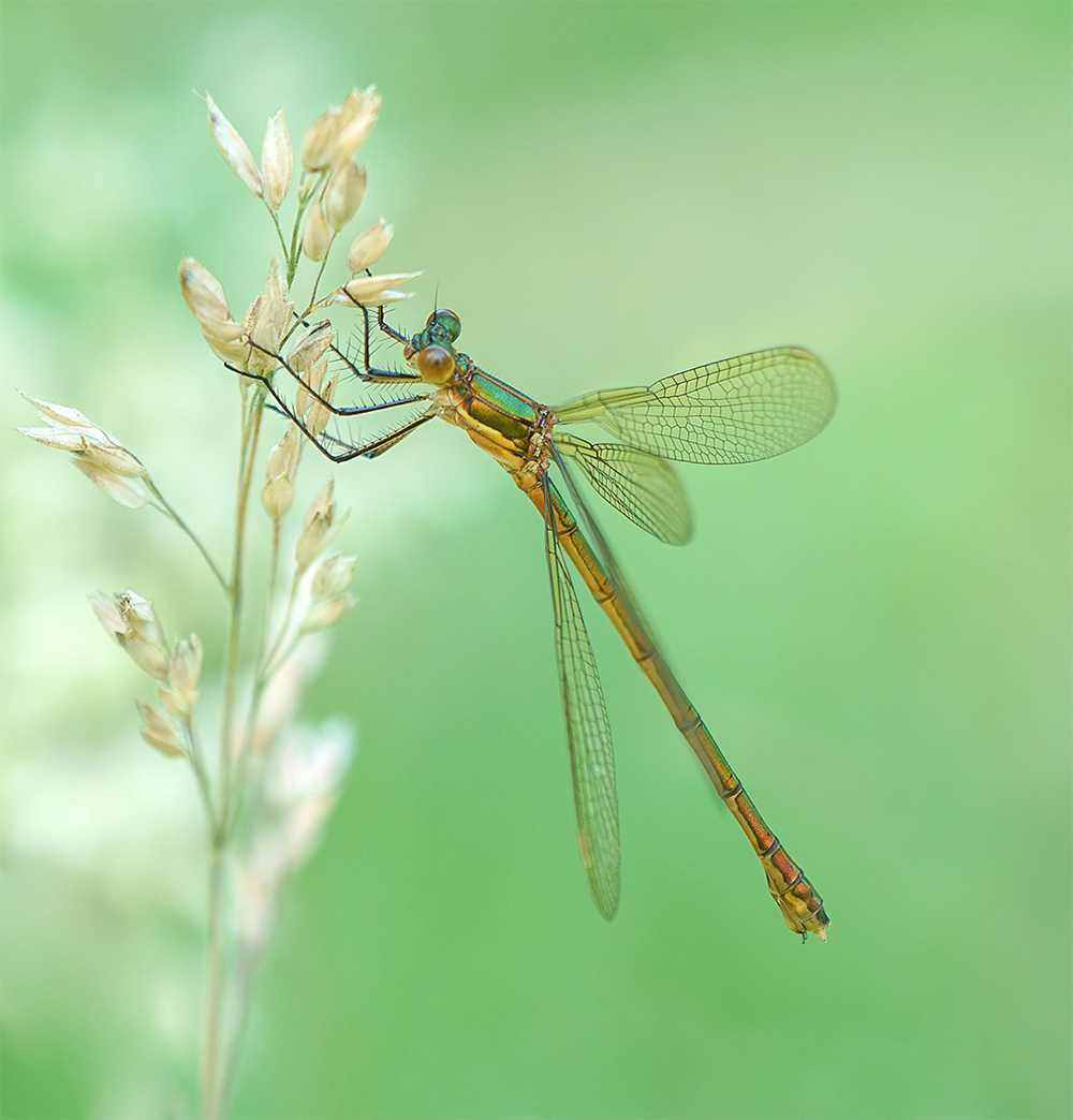 Female Emerald Damselfly