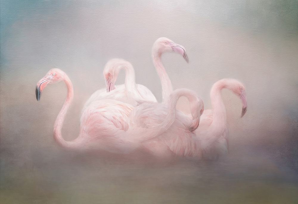 Flamboyance of Flamingoes
