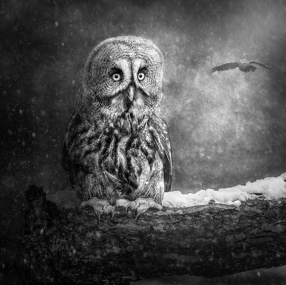 Great Grey Owls