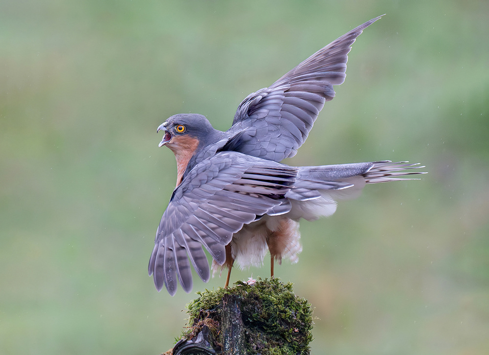 Angry Sparrowhawk