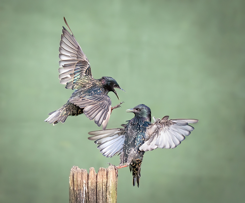 Adult Starlings