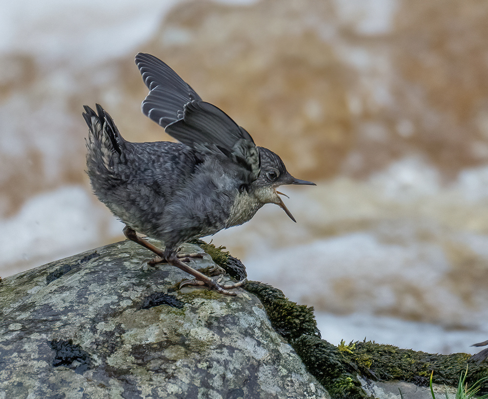 Juvenile Dipper