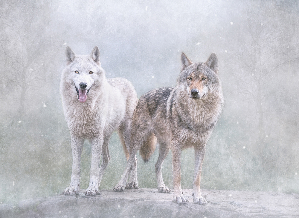 Wolves
