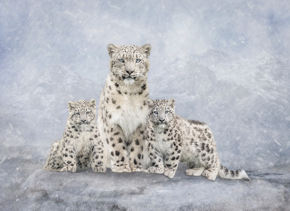 Snow Leopards