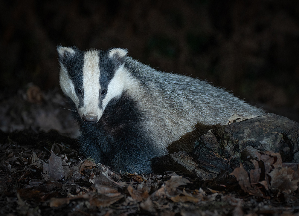 Young Badger