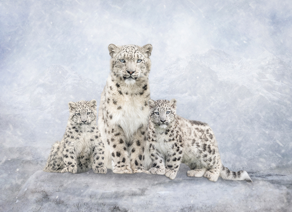 Snow Leopards