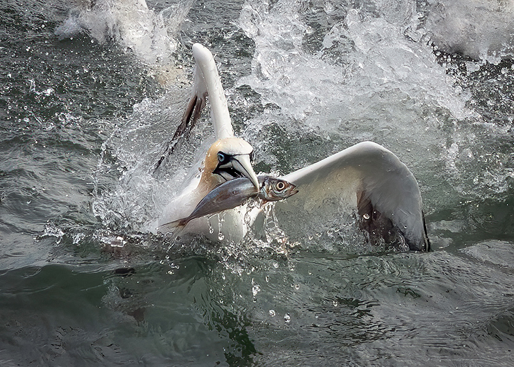 Gannet Emerging