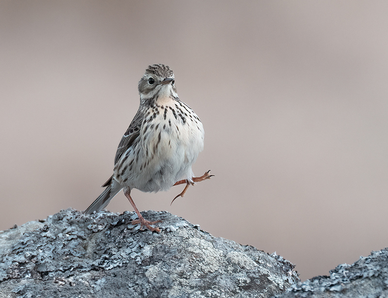 Meadow Pipit