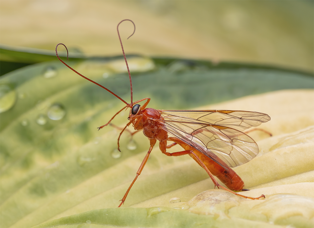 Ichneumon