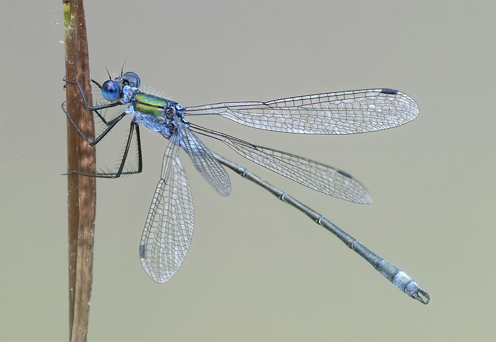 Male Emerald Damselfly