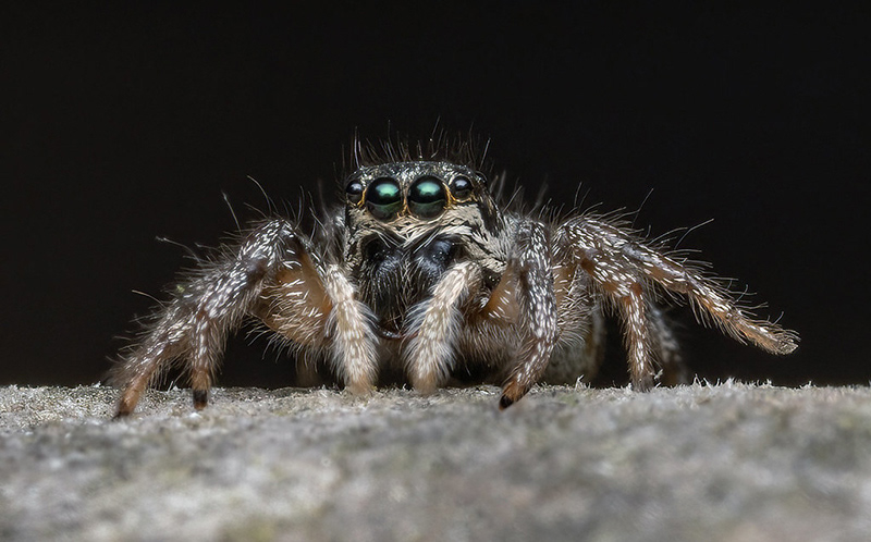 Jumping Spider