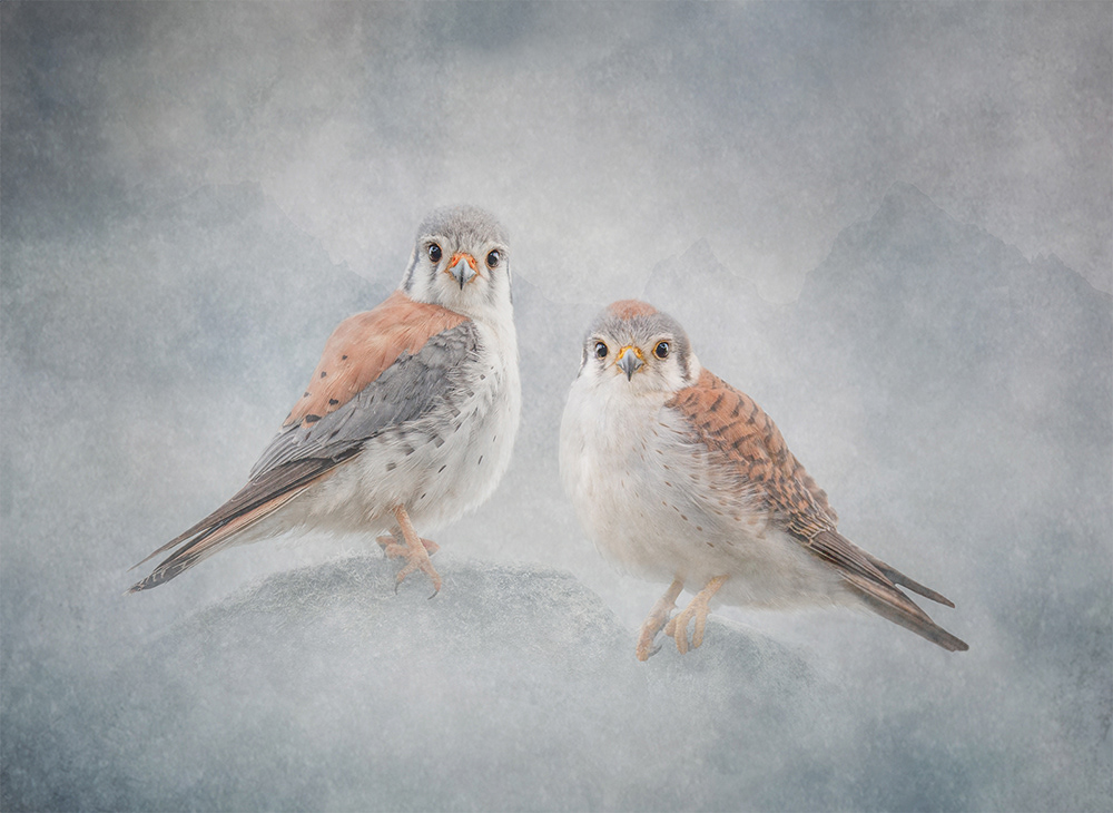 American Kestrels