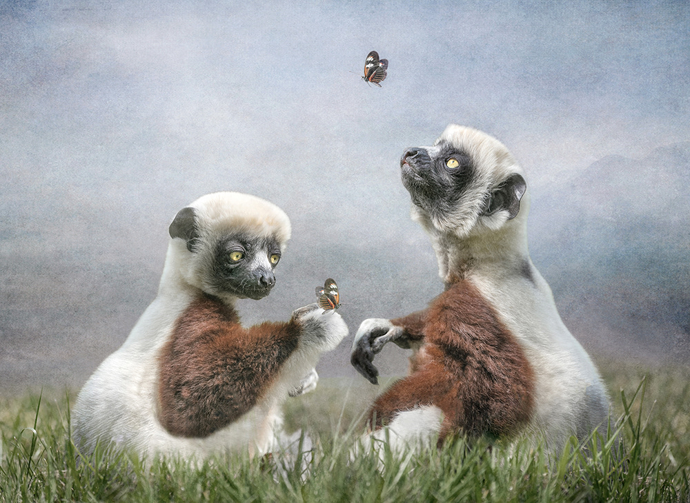 Playing With Butterflies