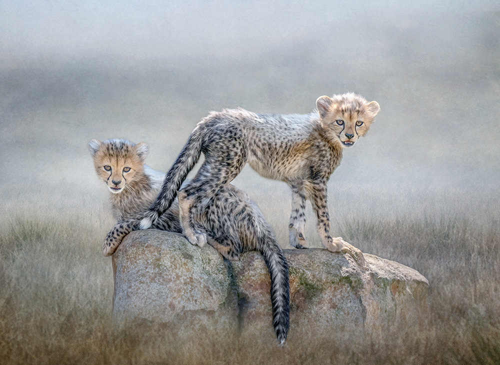 Cheetah Cubs