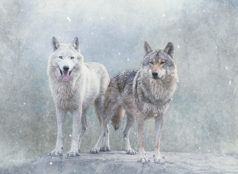 Two Wolves