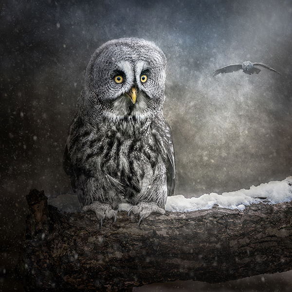 Great Grey Owls