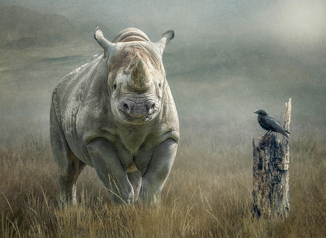 Rhino and Crow
