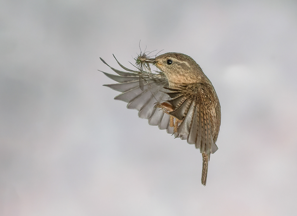 Wren With Insects