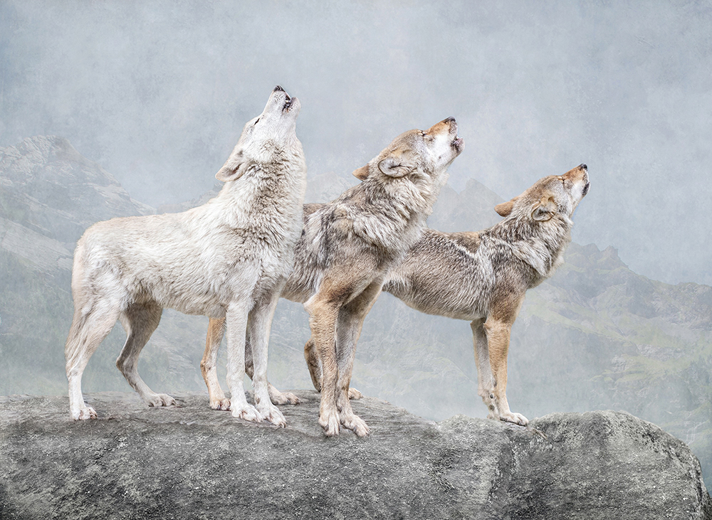 Wolf Chorus