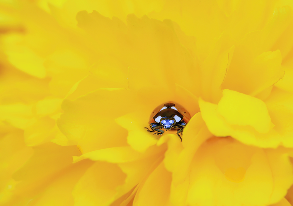 Ladybird