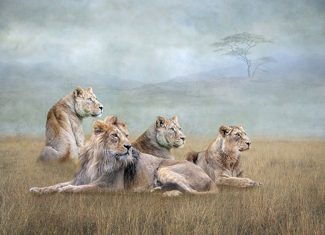 African Pride